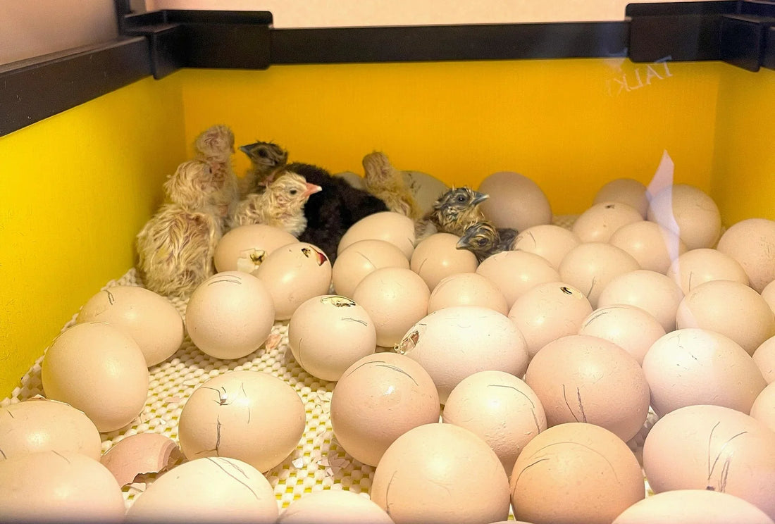 5 Essential Tips for Successful Egg Incubation